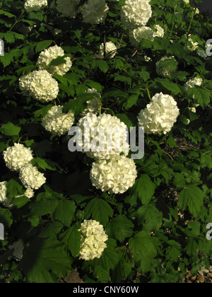 Guelder-Rose Schneeball (Viburnum Opulus 'Roseum', Viburnum Opulus Roseum), blühen Stockfoto