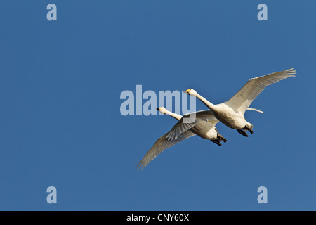 Singschwan (Cygnus Cygnus), zwei fliegende Erwachsene, Deutschland, Schleswig-Holstein Stockfoto