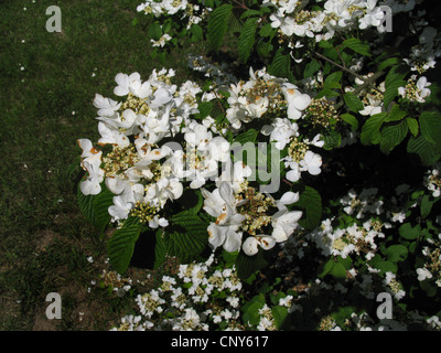 Doublefile Schneeball (Viburnum Plicatum), blühende Zweig Stockfoto