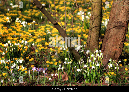 Frühling in einem Garten mit Winter Aconitum, Snodrop, Schneeflocke und frühen Crocus, Deutschland Stockfoto