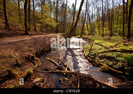 Borbach Tal im Frühjahr, Witten, Ruhrgebiet, Nordrhein-Westfalen, Deutschland Stockfoto