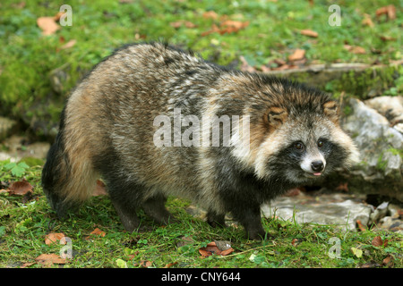 Marderhund (Nyctereutes Procyonoides), stehen auf der Wiese am Rande eines Baches Stockfoto