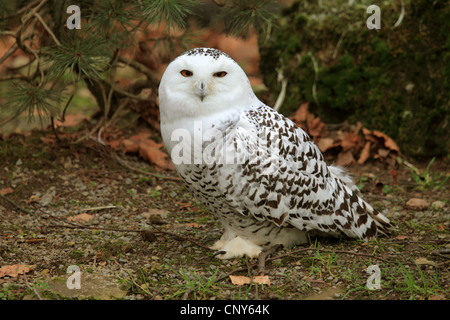 Schnee-Eule (Strix Scandiaca, Nyctea Scandiaca, Bubo Scandiacus), sitzen auf Waldboden Stockfoto