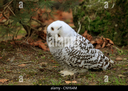 Schnee-Eule (Strix Scandiaca, Nyctea Scandiaca, Bubo Scandiacus), sitzen auf Waldboden, die Drehung des Kopfes um in den Himmel Stockfoto