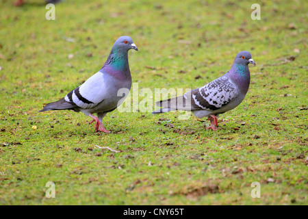 häusliche Taube (Columba Livia F. Domestica), zwei Vögel, die zu Fuß auf einer Wiese Stockfoto