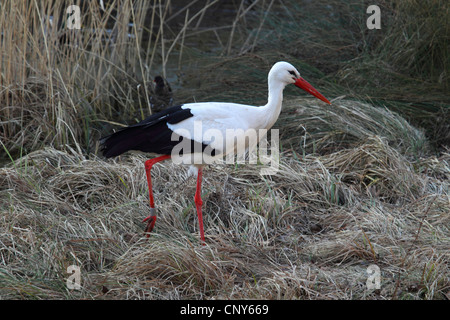 Weißstorch (Ciconia Ciconia), zu Fuß auf dem Rasen am Rande eines Feuchtgebietes Stockfoto