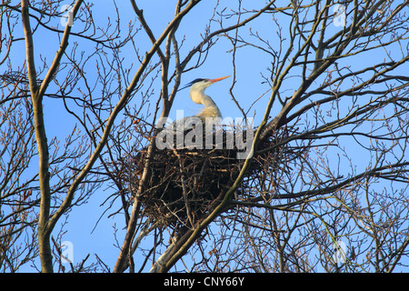 Graureiher (Ardea Cinerea), sitzen im Nest in einem Baum Stockfoto