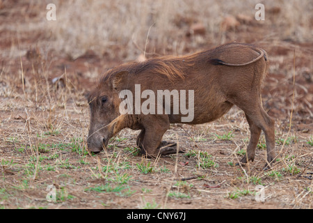 Afrikanische Warzenschwein Fütterung Stockfoto