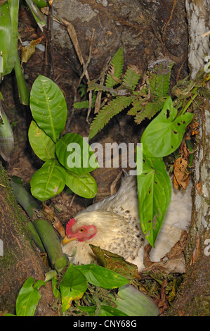 Hausgeflügel (Gallus Gallus F. Domestica), Zucht, Honduras Stockfoto