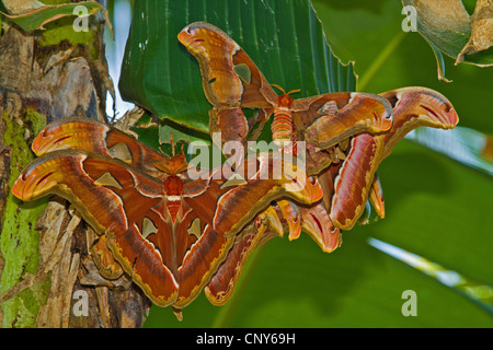 Atlas-Motte (Attacus Atlas), männlich und weiblich, Thailand, Phuket Stockfoto