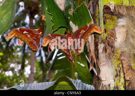 Atlas-Motte (Attacus Atlas), auf einem Bananenblatt, Thailand, Phuket Stockfoto