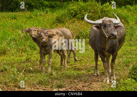 Asiatische Wasserbüffel, wilde Wasserbüffel, Carabao (beispielsweise Bubalus Bubalus Arnee), Kuh mit zwei Kälbern auf einer Wiese, Thailand, Phuket Stockfoto
