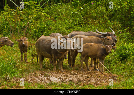 Asiatische Wasserbüffel, wilde Wasserbüffel, Carabao (Bubalus beispielsweise, Bubalus Arnee), kleine Herde mit Kälbern auf einer Wiese, Thailand, Phuket Stockfoto