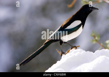 Schwarz-billed Elster (Pica Pica), stehend im Schnee, Schweiz, Sankt Gallen Stockfoto