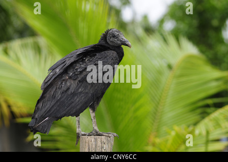 Amerikanische schwarze Geier (Coragyps Atratus), sitzt auf einem hölzernen Pfosten, Honduras, Brus Laguna Stockfoto