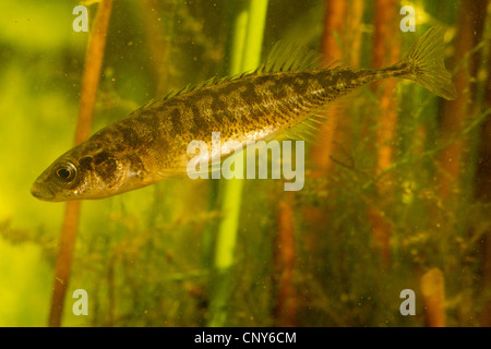 neun-spined Stichling (Pungitius Pungitius), Männlich Stockfoto