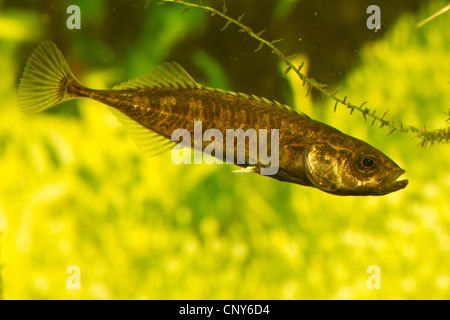 neun-spined Stichling (Pungitius Pungitius), Männlich Stockfoto