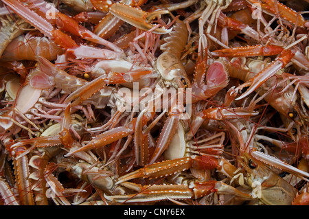 Norwegen Hummer, Kaisergranat krallte, Dublin Bay Hummer, Dublin Bay Garnelen (Scampi, Scampi) (Nephrops Norvegicus), viele frisch gefangenen Hummer, Norwegen Stockfoto