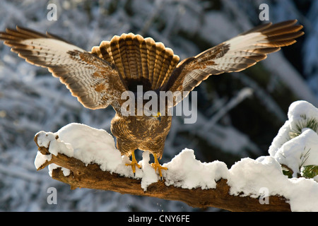 Eurasische Mäusebussard (Buteo Buteo), Landung auf dem Schnee bedeckten Zweig, Schweiz, Sankt Gallen Stockfoto