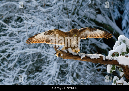 Eurasische Mäusebussard (Buteo Buteo), Landung auf dem Schnee bedeckten Zweig, Schweiz, Sankt Gallen Stockfoto