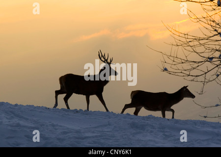 Rothirsch (Cervus Elaphus), paar in Abendstimmung auf dem Schnee bedeckt Feld, Österreich, Vorarlberg Stockfoto