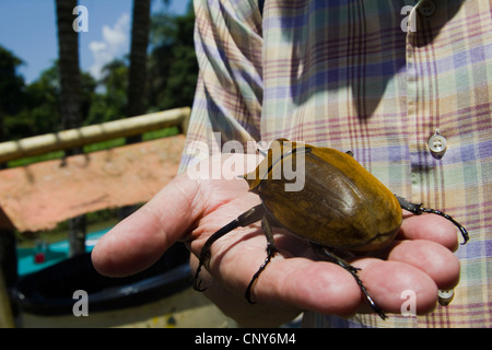 Nashornkäfer, Cano Blanco, Costa Rica Stockfoto