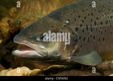 Seeforelle (Salmo Trutta Lacustris), Porträt von einem milkner Stockfoto