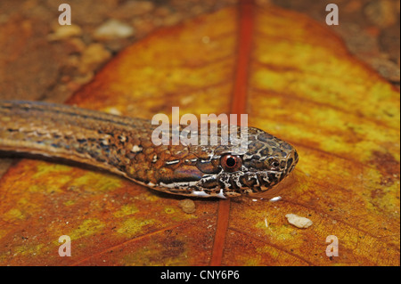 zwei-spotted Schlange, fleckige Kiefer vor Ort-bellied Schlange (Coniophanes Bipunctatus), seitliche Porträt auf ein welkes Blatt, Honduras, Roatan Stockfoto