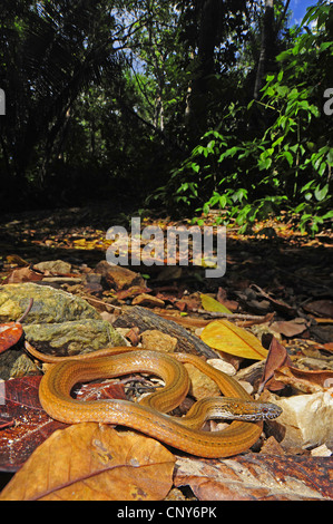 zwei-spotted Schlange verlässt marmorzeichnung Kiefer vor Ort-bellied Schlange (Coniophanes Bipunctatus), Sonnenbaden auf trockenen an einer Lichtung, Honduras, Roatan Stockfoto