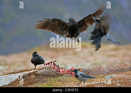 Kolkrabe (Corvus Corax), kämpfen um ein totes Reh, Norwegen Stockfoto