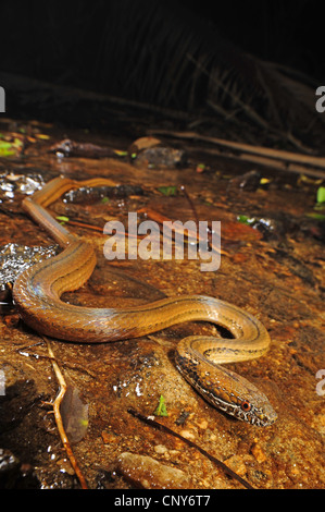 zwei-spotted Schlange, fleckige Kiefer vor Ort-bellied Schlange (Coniophanes Bipunctatus), auf nassem Boden, Honduras, Roatan Stockfoto