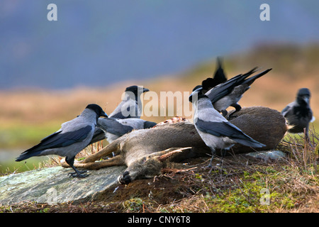 mit Kapuze Krähe (Corvus Corone Cornix), Fütterung auf totes Reh, Norwegen Stockfoto