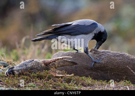 mit Kapuze Krähe (Corvus Corone Cornix), Fütterung auf totes Reh, Norwegen Stockfoto