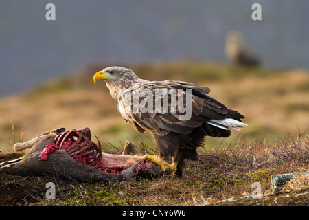 Meer Seeadler (Haliaeetus Horste), Fütterung auf totes Reh, Norwegen Stockfoto