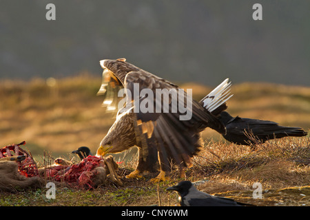 Meer Seeadler (Haliaeetus Horste), Fütterung auf totes Reh, Norwegen Stockfoto