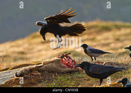 Kolkrabe (Corvus Corax), Fütterung auf totes Reh, Norwegen Stockfoto