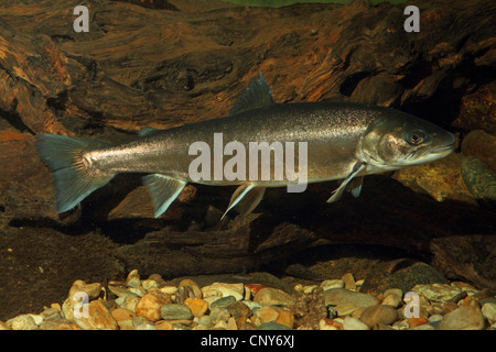 Char, Charr, Arctic Char, Arctic Charr (Namaycush Alpinus), auf den Kies Boden eines Wassers Stockfoto