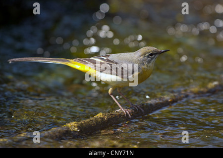 Gebirgsstelze (Motacilla Cinerea), weibliche sitzen auf einem Ast über Wasser, Deutschland, Bayern Stockfoto