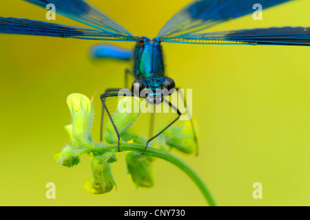 Schwarzflügel gebändert, gebändert Agrios, Gebänderten Prachtlibelle (Calopteryx Splendens, Agrios Splendens), sitzen auf gelben Blüten, Deutschland Stockfoto