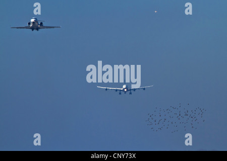 gemeinsamen Star (Sturnus Vulgaris), strömen vor Landung Flugzeuge, Deutschland, Bayern, Flughafen Muenchen Stockfoto