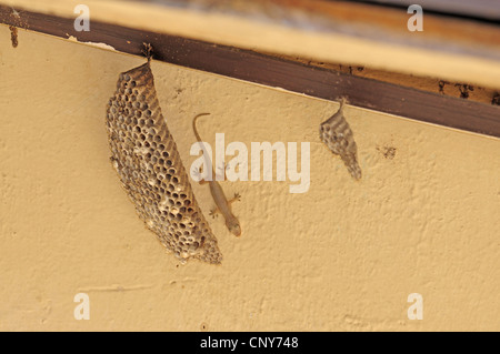 Gemeinsamen Haus Gecko (Hemidactylus brookii), neben einer Wespe Nest, Honduras, Copan Stockfoto