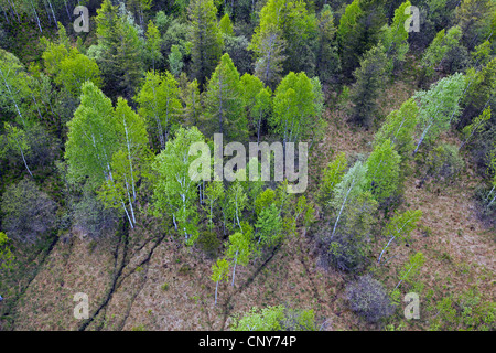 Moorbirke (Betula Pubescens), im Murnauer Moos, Deutschland, Bayern, Murnauer Moos, Eschenlohe Stockfoto