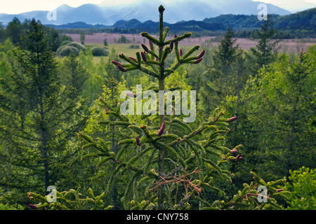 Gemeine Fichte (Picea Abies), Blüte Kegel auf einen Baum, Deutschland, Bayern, Murnauer Moos Stockfoto