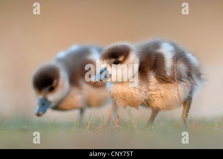 Nilgans (Alopochen Aegyptiacus), zwei Küken, Deutschland Stockfoto