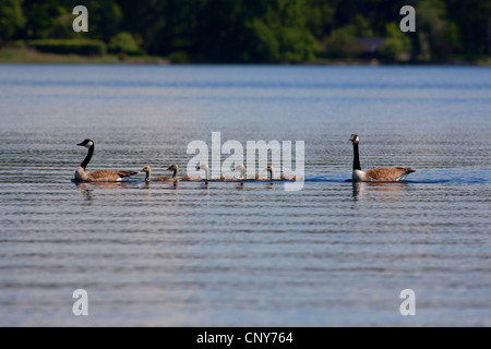 Kanadagans (Branta Canadensis), paar mit 5 Küken, Deutschland, Bayern, Staffelsee Stockfoto