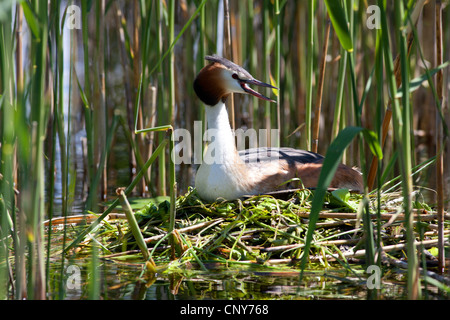 Great crested Grebe (Podiceps Cristatus), nach dem Schwimmen nisten, Deutschland, Bayern, Staffelsee Stockfoto