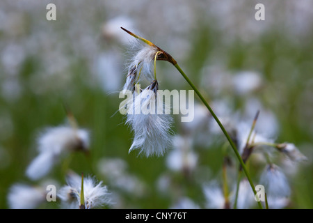 gemeinsamen Wollgras, Narrow-leaved Wollgras (Wollgras Angustifolium), Fruchtbildung, Deutschland, Bayern, Staffelsee Stockfoto