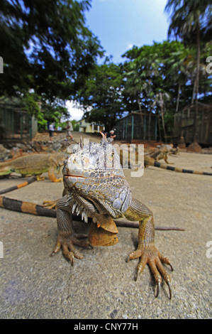 Grüner Leguan, gemeinsame Leguan (Iguana Iguana), in eine Zuchtstation mit Blick auf die Kamera, Honduras, Roatan Stockfoto