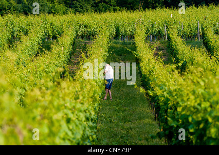 Arbeiten Sie im Weinberg, Deutschland, Bayern, Unterfranken, Unterfranken, Castell i. Unterfranken Stockfoto