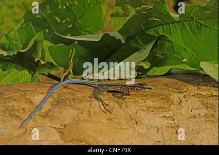 Zentralamerikanischen Ameiva (Ameiva Festiva), juvenile sitzend auf Baumstamm, Honduras, La Mosquitia, Las Marias Stockfoto